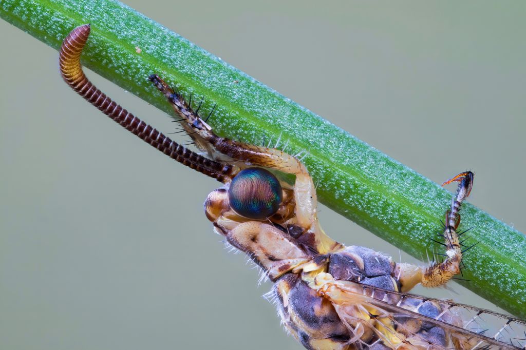 Myrmeleontidae - Macronemurus appendiculatus